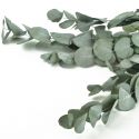 Bouquet d'eucalyptus stabilisé "cinerea" - 150 g