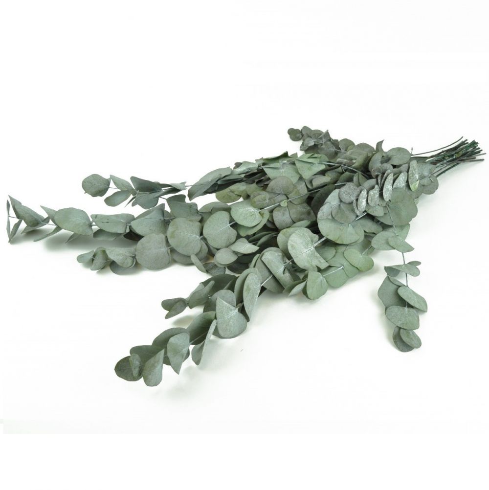 Bouquet d'eucalyptus stabilisé "cinerea" - 150 g