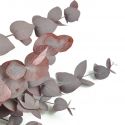 Bouquet d'eucalyptus stabilisé "cinerea rosé" - 150 g