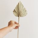 10 feuilles naturelles "palm spear"