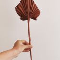 10 feuilles terracotta "palm spear" - 55 cm
