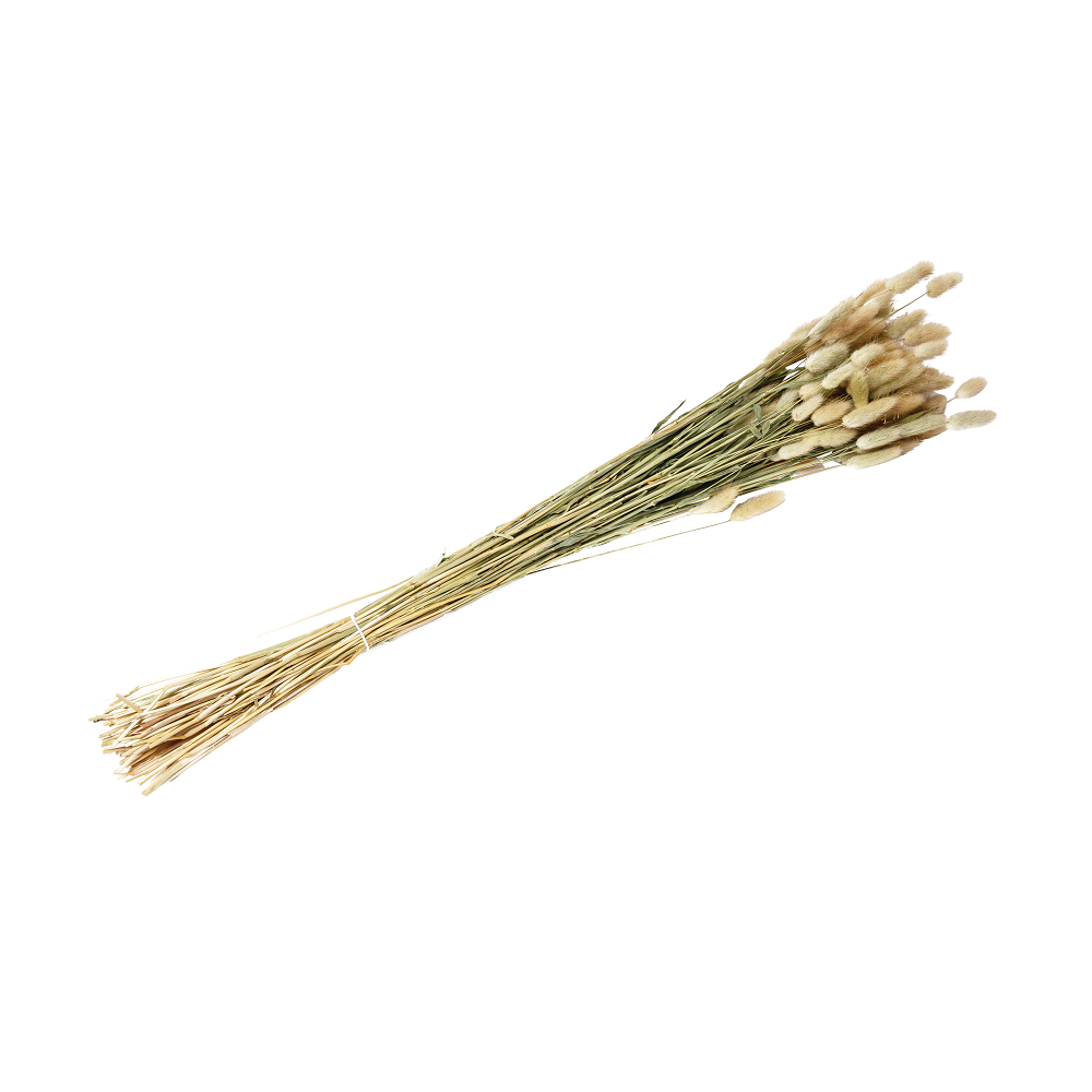 Bouquet séché naturel "plumeaux lagurus" - 50 g