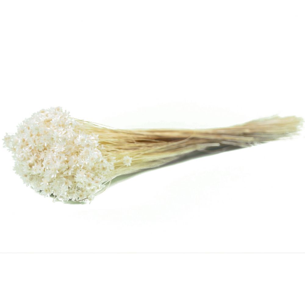 Bouquet séché blanc "glixia" - 50 g