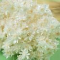 Bouquet séché blanc "glixia" - 50 g