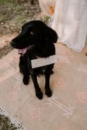 Pancarte pour chien en bois personnalisable "je dis oui"