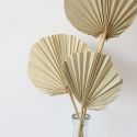 10 feuilles naturelles "palme arrondie" - 50 cm