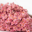Bouquet naturel séché "glixia rose" - 50 g