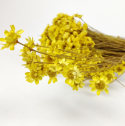 Bouquet séché jaune "glixia" - 50 g