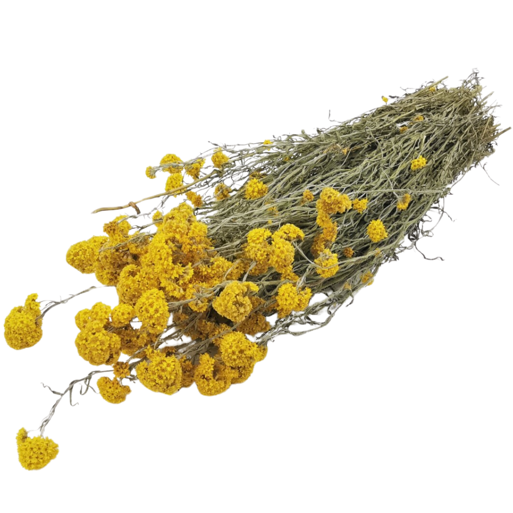 Bouquet séché jaune "Sanfordi" - 90 g
