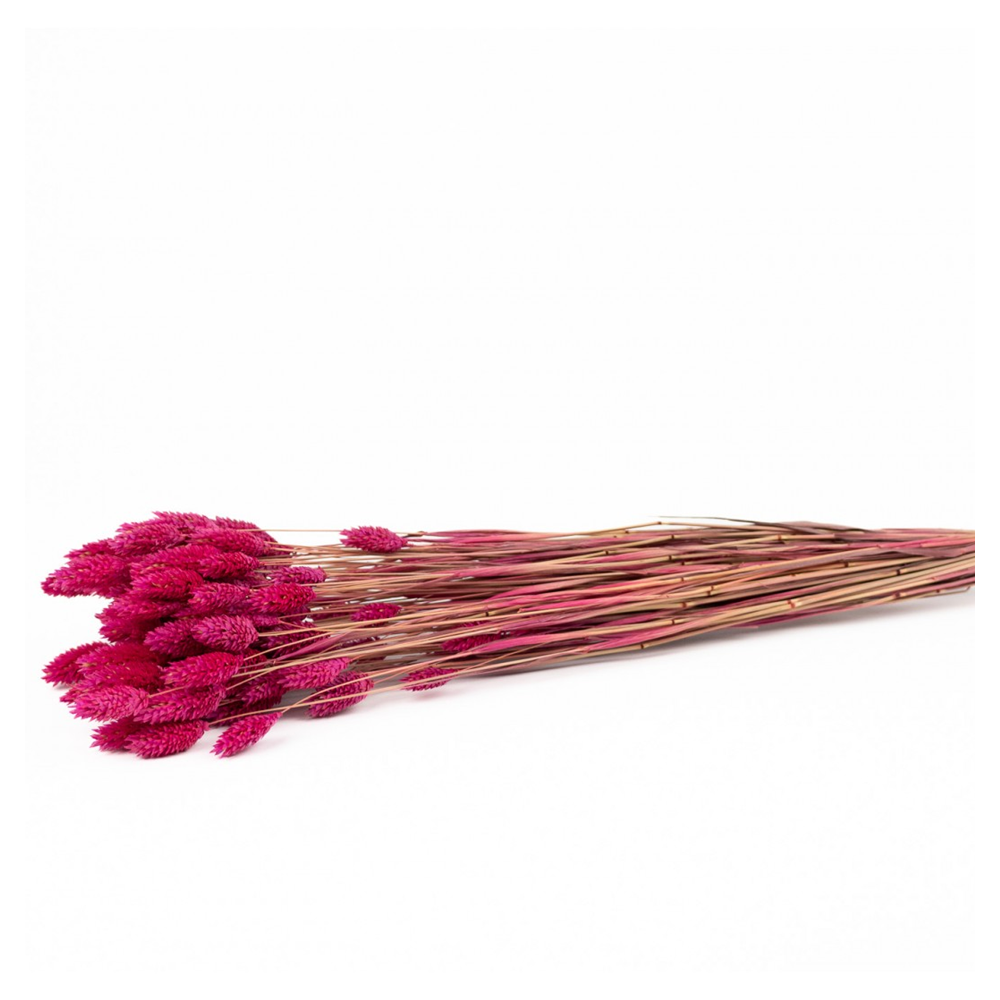 Bouquet séché magenta "phalaris" - 80 g