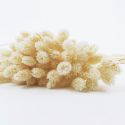 Bouquet séché crème "phalaris"