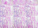 2m rideau glitter