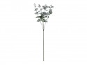 Branche d'eucalyptus