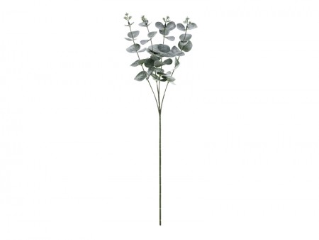 Branche d'eucalyptus