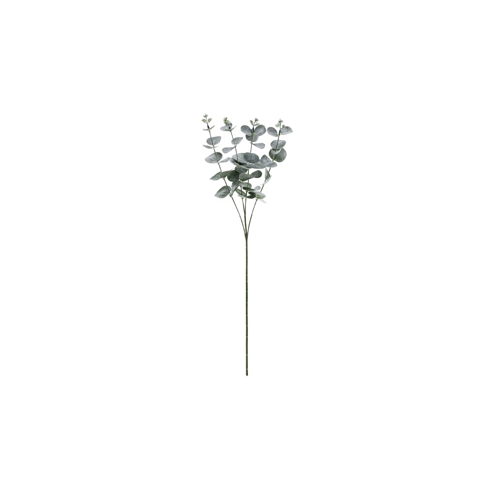 Branche d'eucalyptus