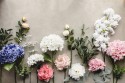 Branche d'olivier