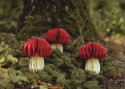 Décoration alvéolée en papier de soie "Champignon"