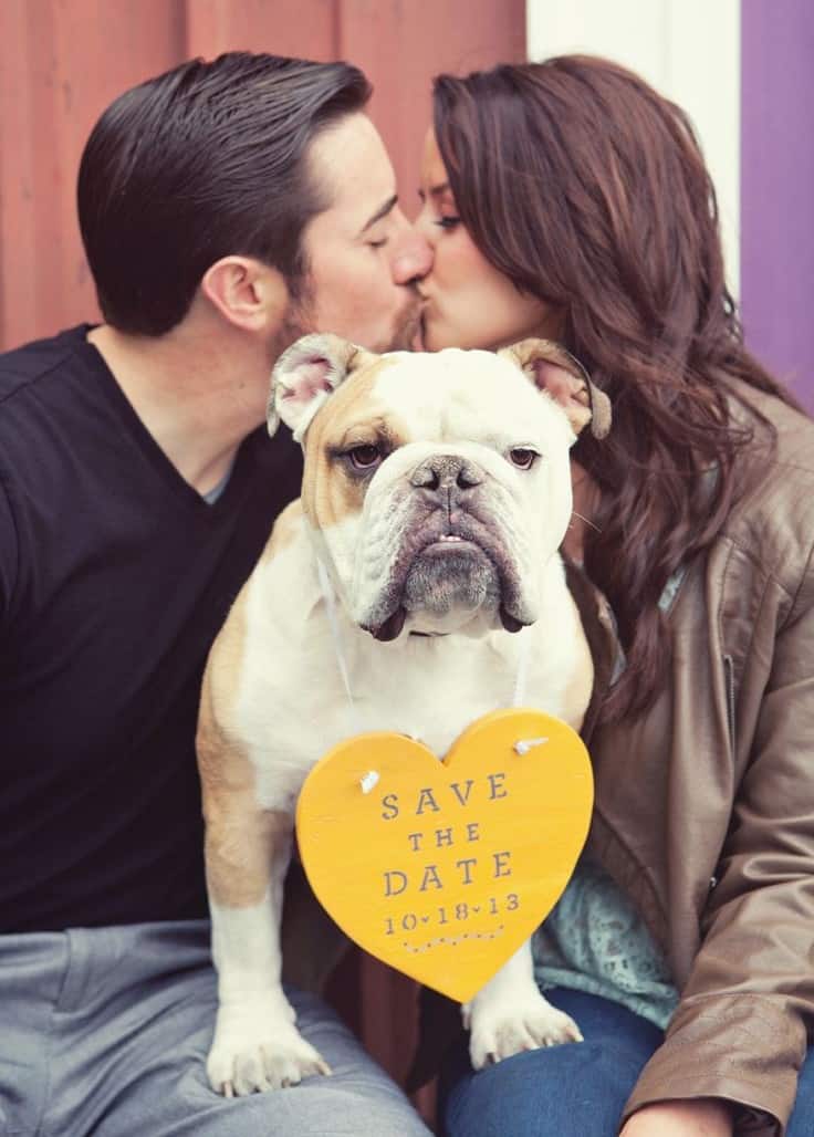 save the date mariage bulldog