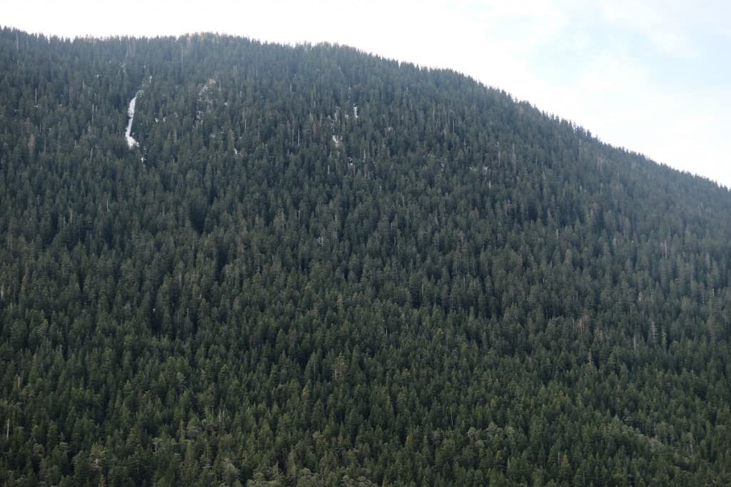 ambiance-montagne-sapin